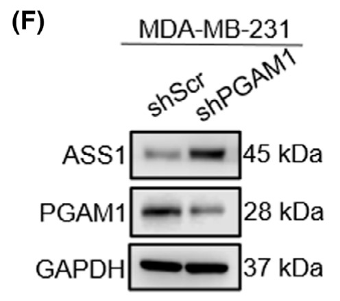 The protein levels of PGAM1 and ASS1 measured by western blot.jpg